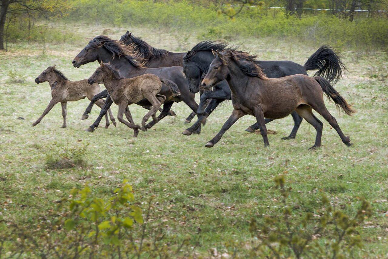 Bosnian Mountain Horse